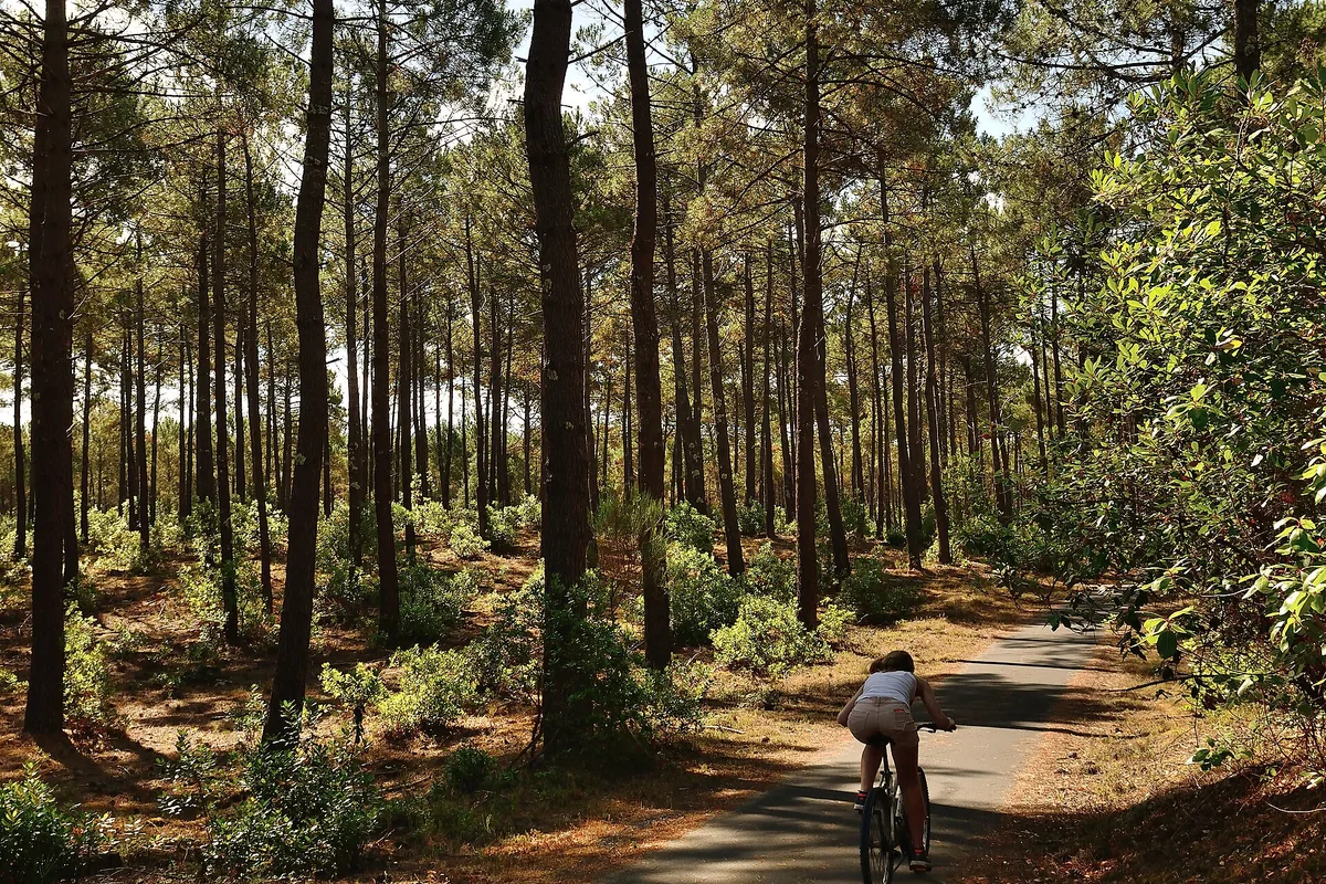 Cycliste sur une piste traversant la forêt des Landes